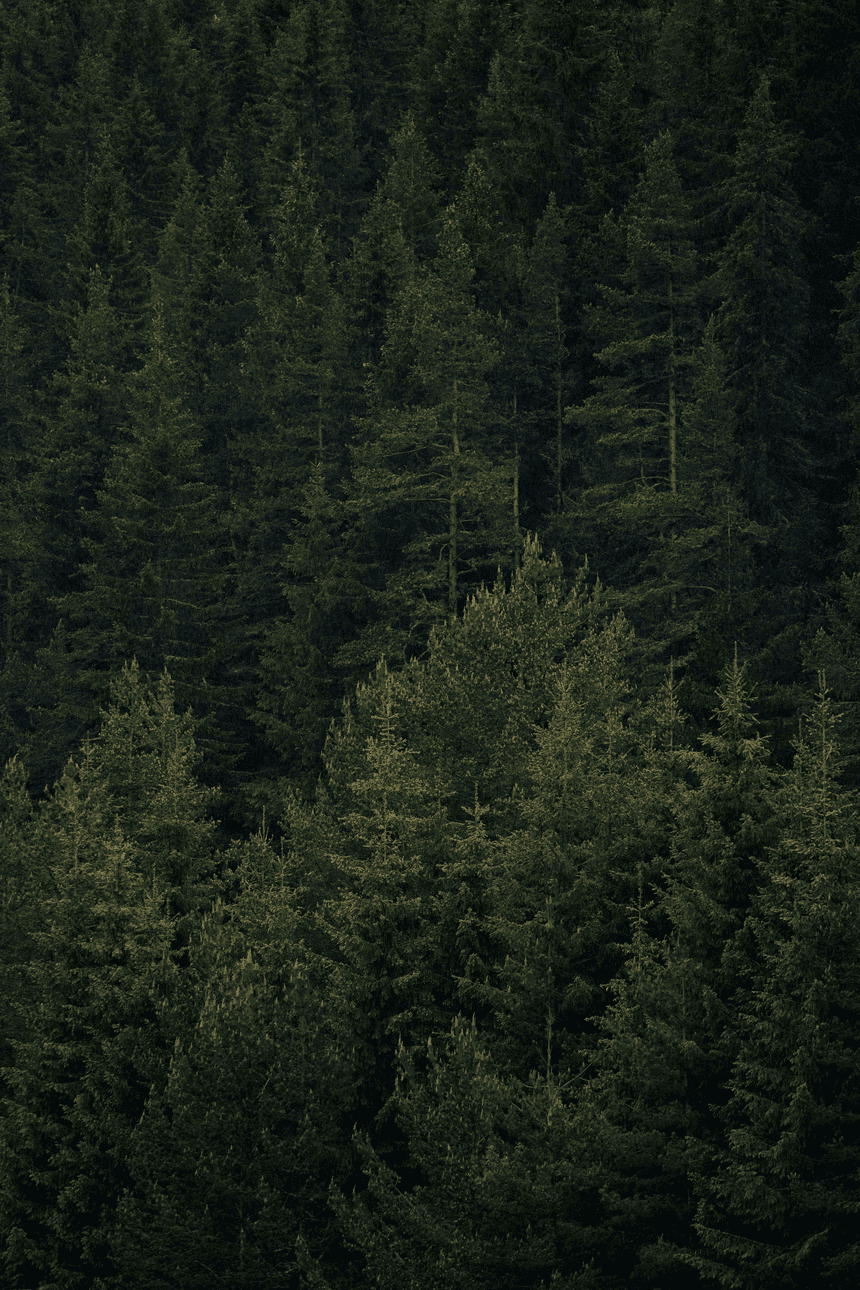 Green Forest